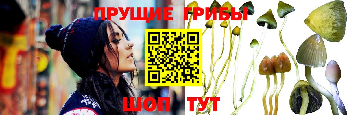 Тосно  Псилоцибиновые грибы ЛСД  Вход с VPN  Псилоцибиновые грибы Psilocybine cubensis 